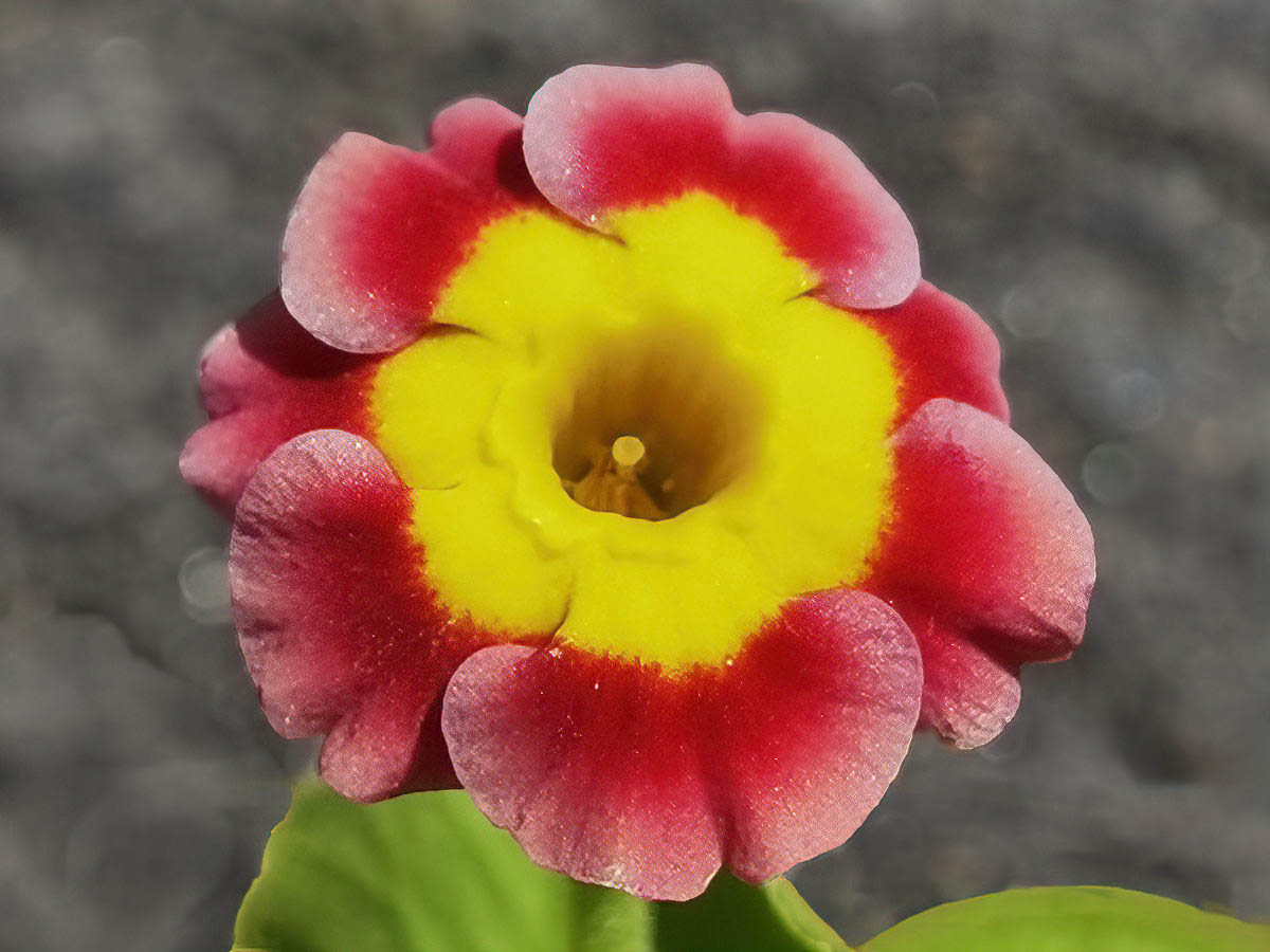Primula x pubescens